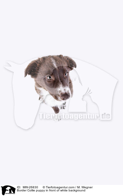 Border Collie puppy in front of white background / MW-26830