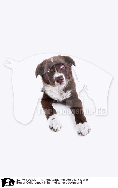 Border Collie puppy in front of white background / MW-26836