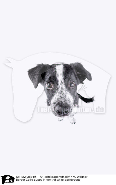Border Collie puppy in front of white background / MW-26840