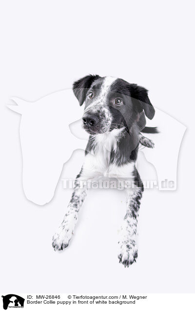 Border Collie puppy in front of white background / MW-26846
