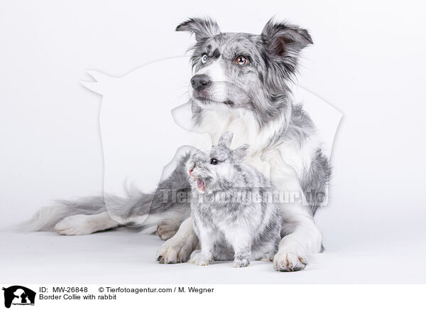 Border Collie with rabbit / MW-26848