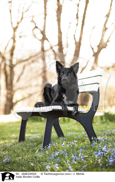 Border Collie Rde / male Border Collie / JAM-02644