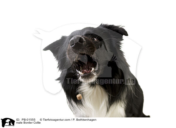 Border Collie Rde / male Border Collie / PB-01555