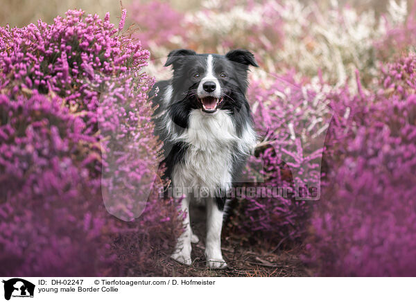 junger Border Collie Rde / young male Border Collie / DH-02247