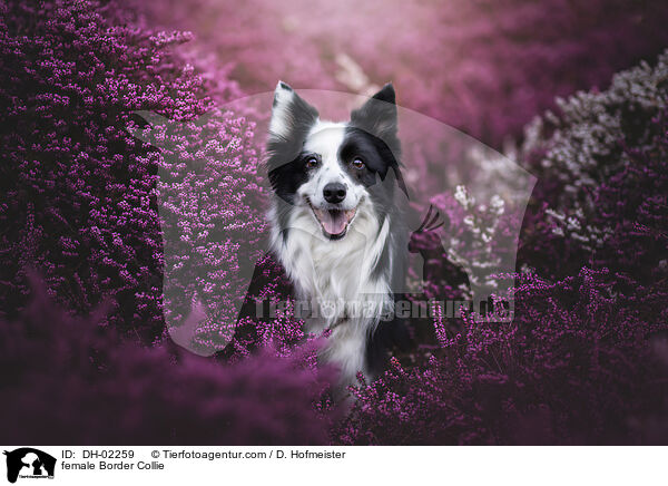 Border Collie Hndin / female Border Collie / DH-02259