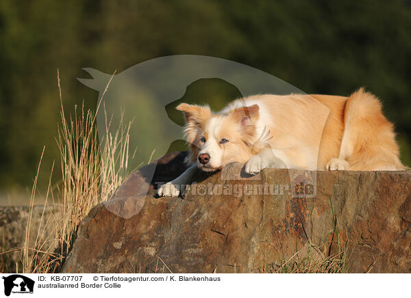 australianred Border Collie / australianred Border Collie / KB-07707