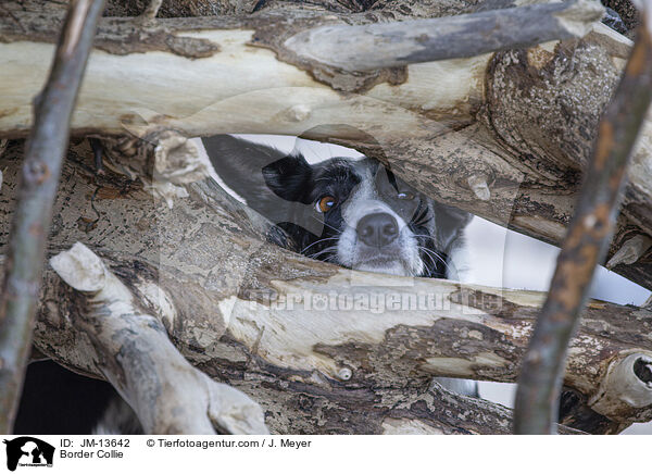 Border Collie / Border Collie / JM-13642