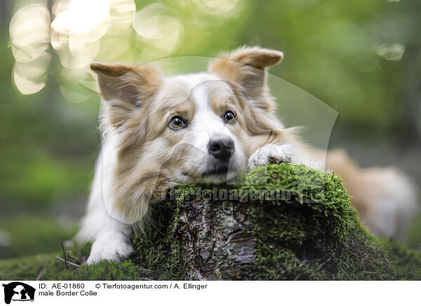 Border Collie Rde / male Border Collie / AE-01860