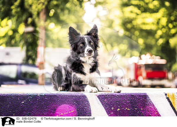 Border Collie Rde / male Border Collie / SIB-02476