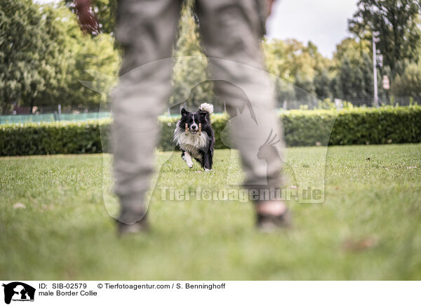 Border Collie Rde / male Border Collie / SIB-02579