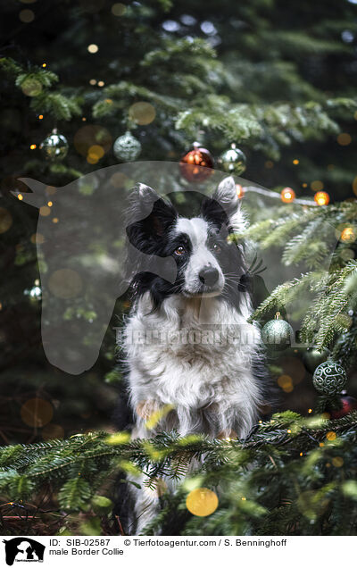 Border Collie Rde / male Border Collie / SIB-02587