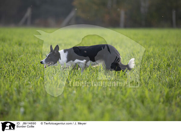 Border Collie / Border Collie / JM-14690