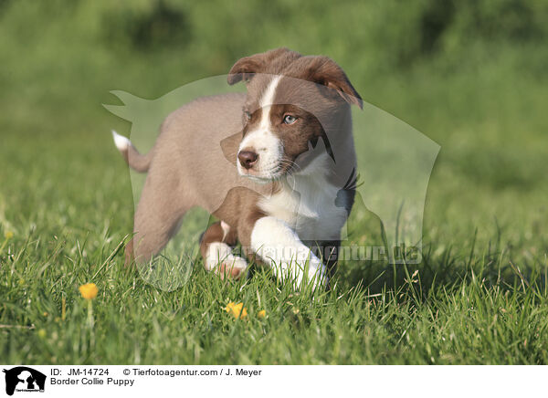 Border Collie Puppy / JM-14724