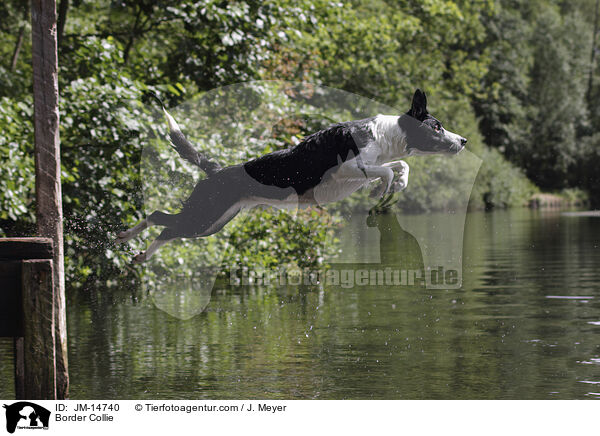 Border Collie / Border Collie / JM-14740