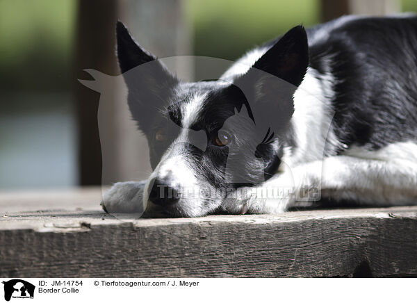 Border Collie / Border Collie / JM-14754