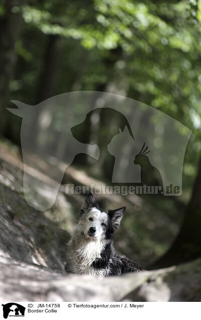 Border Collie / Border Collie / JM-14758