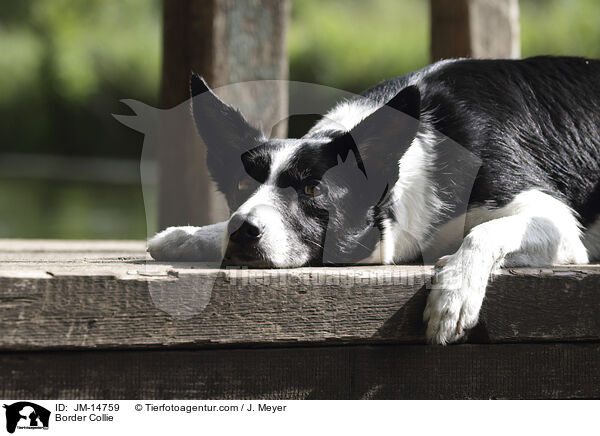 Border Collie / Border Collie / JM-14759