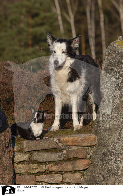 Hunde / dogs / JM-14772