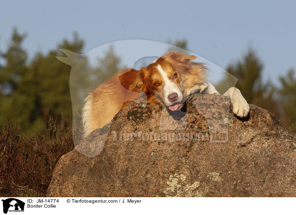 Border Collie / Border Collie / JM-14774