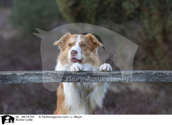 Border Collie / Border Collie / JM-14790