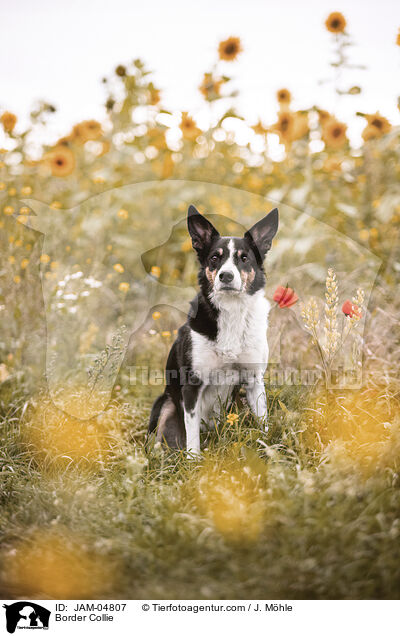 Border Collie / Border Collie / JAM-04807