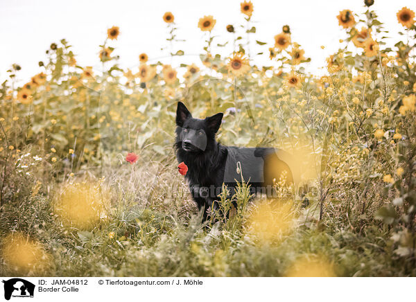 Border Collie / Border Collie / JAM-04812