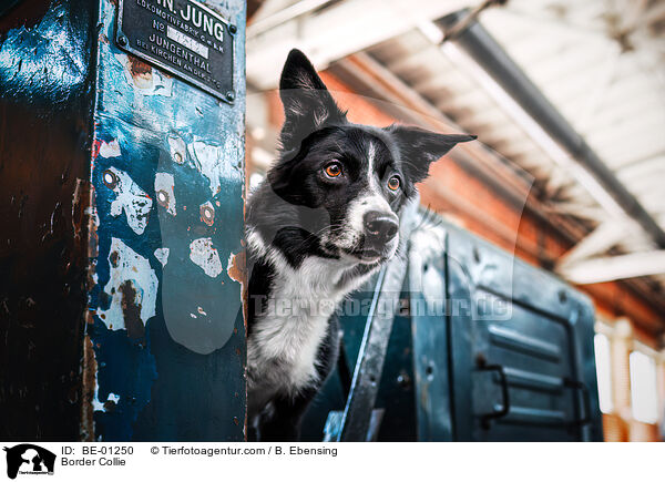 Border Collie / Border Collie / BE-01250