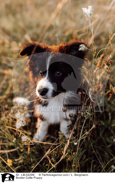 Border Collie Welpe / Border Collie Puppy / LB-02299