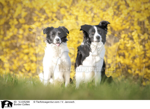 Border Collies / Border Collies / VJ-05298