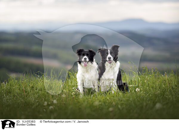 Border Collies / Border Collies / VJ-05383