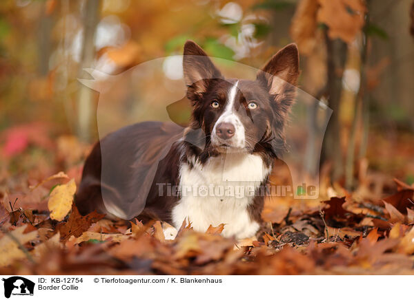 Border Collie / Border Collie / KB-12754