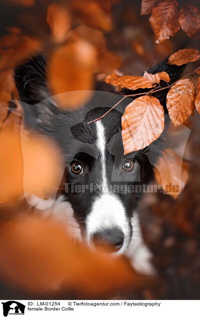 Border Collie Hndin / female Border Collie / LM-01254