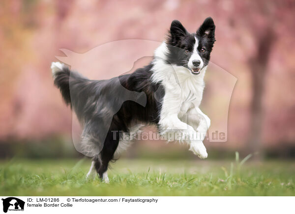 female Border Collie / LM-01286