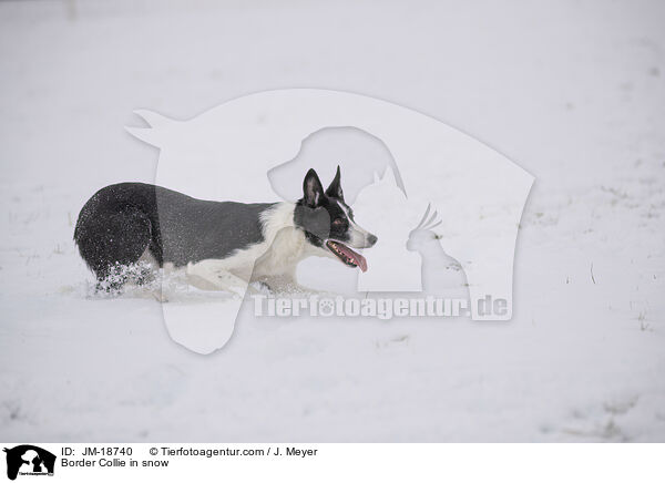 Border Collie im Schnee / Border Collie in snow / JM-18740