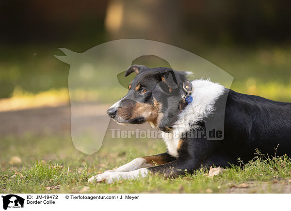 Border Collie / Border Collie / JM-19472