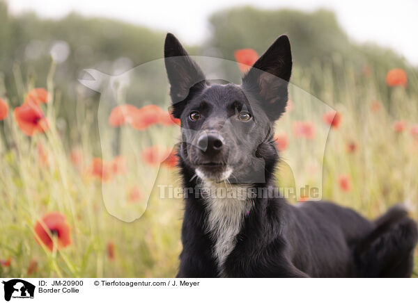 Border Collie / Border Collie / JM-20900