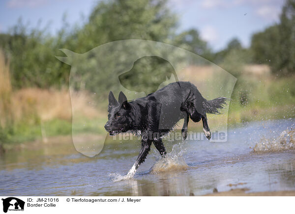 Border Collie / Border Collie / JM-21016