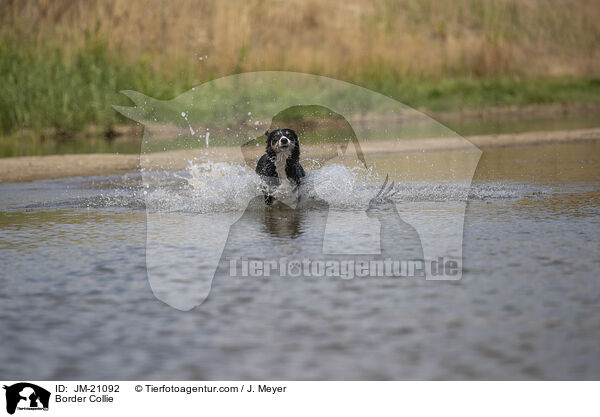 Border Collie / Border Collie / JM-21092