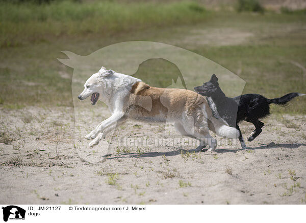 Hunde / dogs / JM-21127