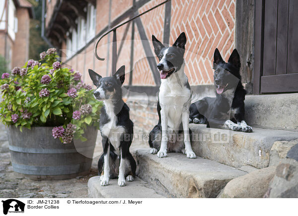 Border Collies / Border Collies / JM-21238