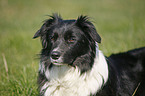 Border Collie Portrait