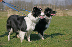 Border Collies