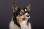 Border Collie Portrait