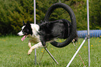 jumping Border Collie