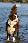 female Border Collie