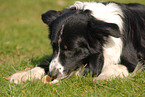 lying Border Collie