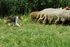 shepherding Border Collie