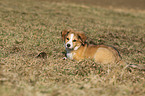 Border Collie Puppy