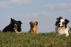 Border Collie and mongrel