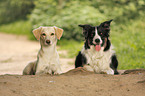 mongrel and Border Collie